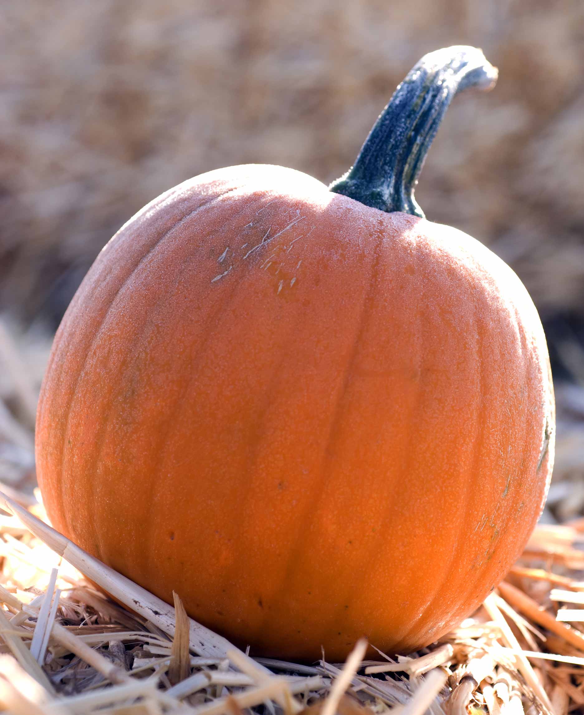 Frosty-Pumpkin-In-The-Hay